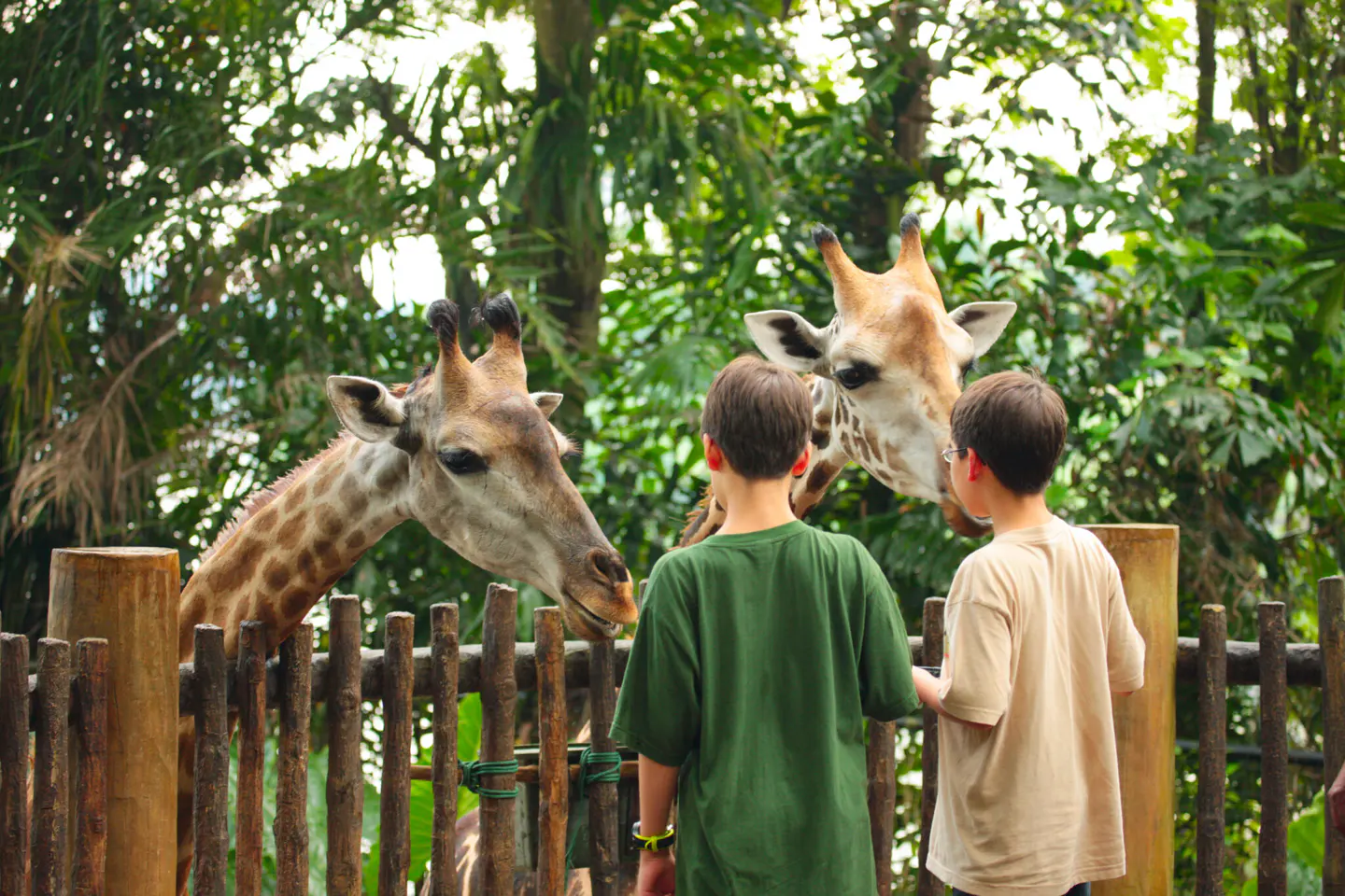 Children enjoying a giraffe encounter with an adult